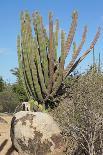 Green Iguana, Aruba, ABC Islands-alfotokunst-Photographic Print