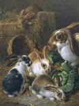 Bunnies' Meal II-Alfred Barber-Mounted Art Print