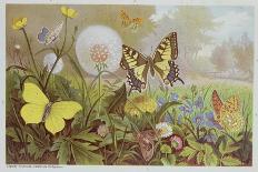 Butterflies, Illustration from an Hungarian Natural History Book, circa 1900-Alfred Brehm-Giclee Print