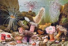 Sea Anemones, from a Hungarian Natural History Book, c.1900-Alfred Brehm-Framed Stretched Canvas