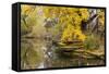 Alfred Caldwell Lily Pond in Chicago's Lincoln Park Area-Alan Klehr-Framed Stretched Canvas