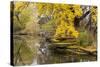 Alfred Caldwell Lily Pond in Chicago's Lincoln Park Area-Alan Klehr-Stretched Canvas