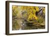 Alfred Caldwell Lily Pond in Chicago's Lincoln Park Area-Alan Klehr-Framed Photographic Print