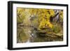 Alfred Caldwell Lily Pond in Chicago's Lincoln Park Area-Alan Klehr-Framed Photographic Print