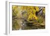 Alfred Caldwell Lily Pond in Chicago's Lincoln Park Area-Alan Klehr-Framed Photographic Print