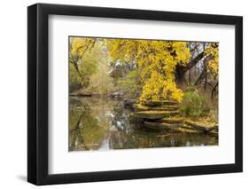 Alfred Caldwell Lily Pond in Chicago's Lincoln Park Area-Alan Klehr-Framed Photographic Print