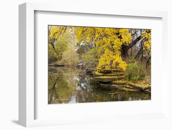 Alfred Caldwell Lily Pond in Chicago's Lincoln Park Area-Alan Klehr-Framed Photographic Print