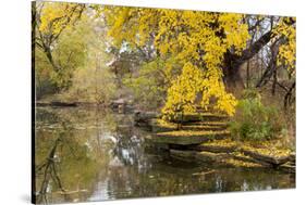 Alfred Caldwell Lily Pond in Chicago's Lincoln Park Area-Alan Klehr-Stretched Canvas