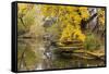 Alfred Caldwell Lily Pond in Chicago's Lincoln Park Area-Alan Klehr-Framed Stretched Canvas