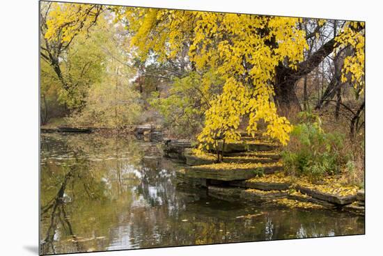 Alfred Caldwell Lily Pond in Chicago's Lincoln Park Area-Alan Klehr-Mounted Premium Photographic Print