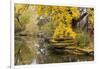 Alfred Caldwell Lily Pond in Chicago's Lincoln Park Area-Alan Klehr-Framed Photographic Print