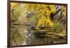 Alfred Caldwell Lily Pond in Chicago's Lincoln Park Area-Alan Klehr-Framed Photographic Print