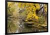 Alfred Caldwell Lily Pond in Chicago's Lincoln Park Area-Alan Klehr-Framed Photographic Print