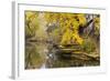 Alfred Caldwell Lily Pond in Chicago's Lincoln Park Area-Alan Klehr-Framed Photographic Print