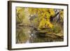 Alfred Caldwell Lily Pond in Chicago's Lincoln Park Area-Alan Klehr-Framed Photographic Print