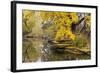 Alfred Caldwell Lily Pond in Chicago's Lincoln Park Area-Alan Klehr-Framed Photographic Print