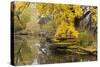 Alfred Caldwell Lily Pond in Chicago's Lincoln Park Area-Alan Klehr-Stretched Canvas