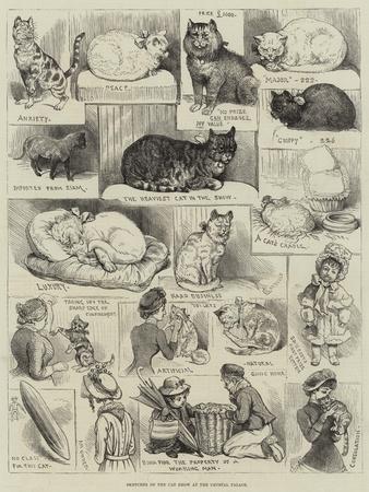 Sketches of the Cat Show at the Crystal Palace