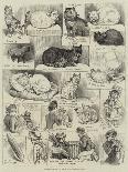 Sketches of the Cat Show at the Crystal Palace-Alfred Courbould-Giclee Print