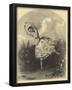 Alfred Edward Chalon (The dancer Maria Taglioni in "La Fee aux Fleurs") Art Poster Print-null-Framed Poster