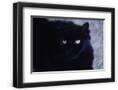 Chelsea Black