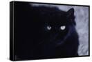 Canvas Black