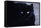 Canvas Black