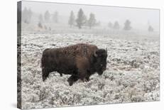 Late Fall Yellowstone-Alfred Forns-Stretched Canvas