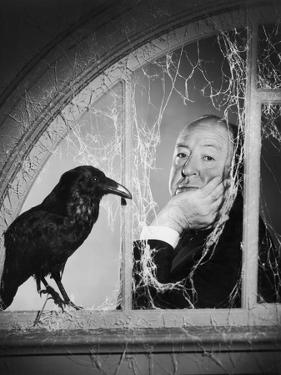 Alfred Hitchcock, photo pour la sortie du fim Les Oiseaux, 1963 (b/w photo)