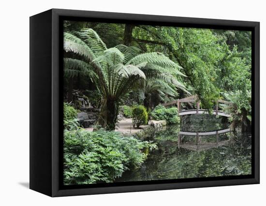 Alfred Nicholas Gardens, Dandenong Ranges National Park, Dandenong Ranges, Victoria, Australia-Jochen Schlenker-Framed Stretched Canvas