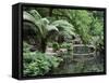 Alfred Nicholas Gardens, Dandenong Ranges National Park, Dandenong Ranges, Victoria, Australia-Jochen Schlenker-Framed Stretched Canvas