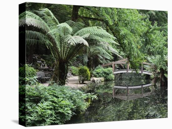 Alfred Nicholas Gardens, Dandenong Ranges National Park, Dandenong Ranges, Victoria, Australia-Jochen Schlenker-Stretched Canvas