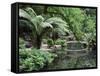 Alfred Nicholas Gardens, Dandenong Ranges National Park, Dandenong Ranges, Victoria, Australia-Jochen Schlenker-Framed Stretched Canvas