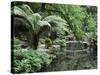 Alfred Nicholas Gardens, Dandenong Ranges National Park, Dandenong Ranges, Victoria, Australia-Jochen Schlenker-Stretched Canvas