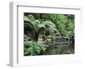 Alfred Nicholas Gardens, Dandenong Ranges National Park, Dandenong Ranges, Victoria, Australia-Jochen Schlenker-Framed Photographic Print