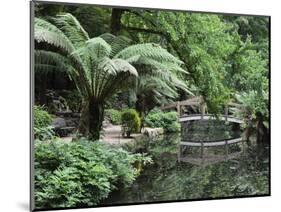 Alfred Nicholas Gardens, Dandenong Ranges National Park, Dandenong Ranges, Victoria, Australia-Jochen Schlenker-Mounted Photographic Print