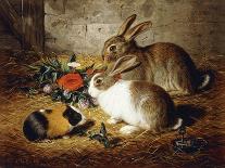 Escaped: Two Rabbits and Guinea Pig-Alfred R. Barber-Framed Stretched Canvas