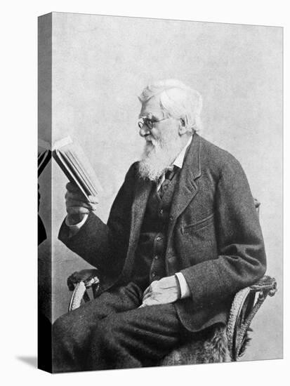 Alfred Russel Wallace, Welsh Naturalist-Science Source-Stretched Canvas