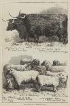 Prize Cattle and Sheep at the Smithfield Club Show-Alfred Sheldon-Williams-Giclee Print