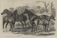 Prize Horses in the Show at the Agricultural Hall-Alfred Sheldon-Williams-Framed Giclee Print