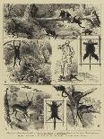 Wimbledon, 1871-Alfred W. Cooper-Giclee Print
