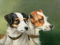 Two Fox Terriers, 1898-Alfred Wheeler-Giclee Print