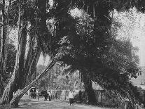 'Kandy. Sacred Elephants of the Temple Bathing', c1890, (1910)-Alfred William Amandus Plate-Photographic Print