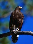 Harris Hawk (Parabuteo Unicintus), Perquin, El Salvador-Alfredo Maiquez-Photographic Print