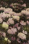 Rhododendrons-Alfrida Vilhelmine Ludovica Baadsgaard-Framed Stretched Canvas