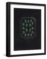 Alga-Philip Henry Gosse-Framed Giclee Print