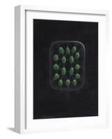 Alga-Philip Henry Gosse-Framed Giclee Print