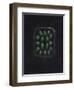 Alga-Philip Henry Gosse-Framed Premium Giclee Print