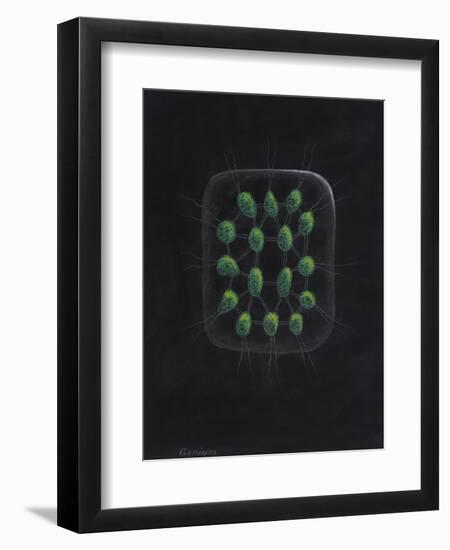 Alga-Philip Henry Gosse-Framed Premium Giclee Print