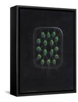 Alga-Philip Henry Gosse-Framed Stretched Canvas